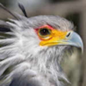 Meet your Posher, Rosemary